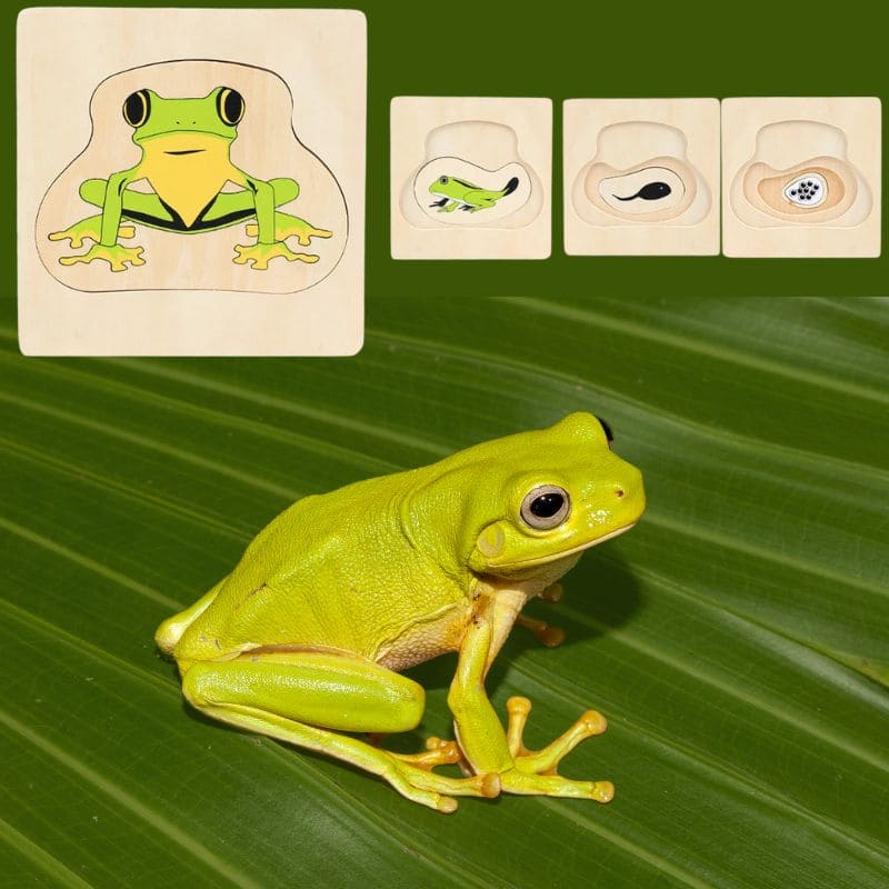 ue grenouille sur son nénuphare présente le PUZZLE EN BOIS du cycle de vie de la grenouille