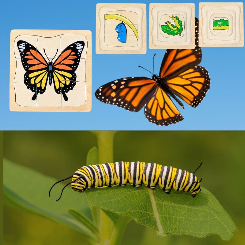une chenille sur une feuille présente le puzzle en bois du cycle de vie du papillon Monarque