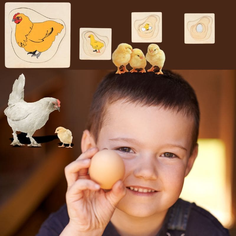 un petit garçon vient d'apprendre le cycle de vie de la poule grace a son puzzle en bois
