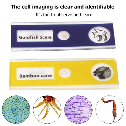 microscope enfant portable | Explorateur 60-120x-Pocket Zoom™