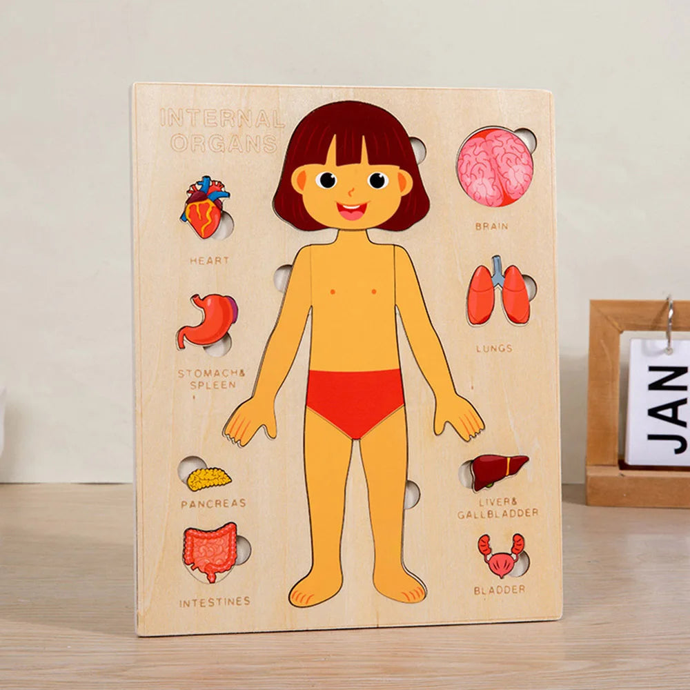  puzzle corps humain puzzle en bois multi couche expérimentation scientifique  fille